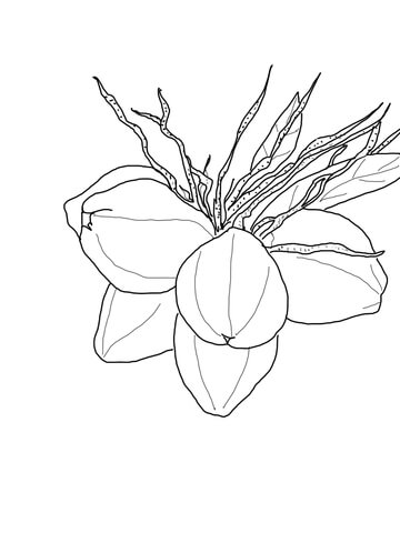 Coconuts On Palm Coloring Page